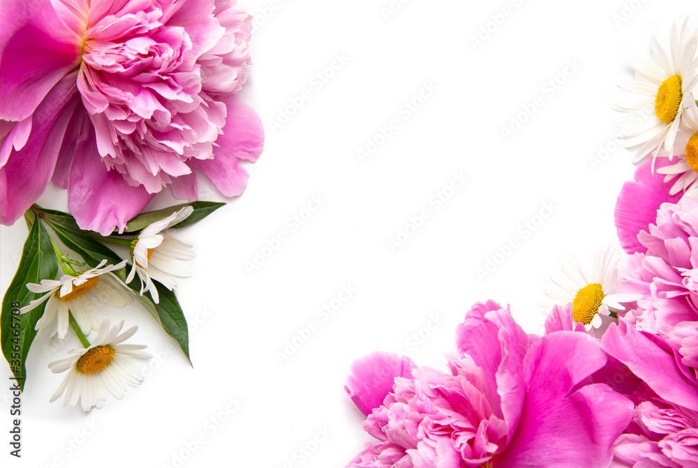 White background with pink peonies and white chamomile. Flowers. Workspace. Blank for greetings. Isolated