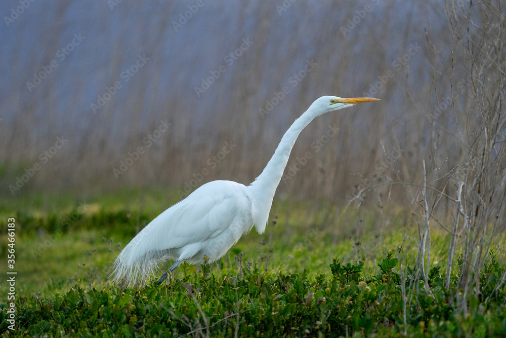 Fototapeta premium great white heron