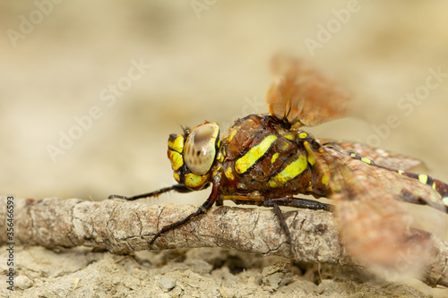Aeshna juncea, libélula marrón y amarilla sobre la rama, detalle macro en el Valle de Áran (España). © Carlos