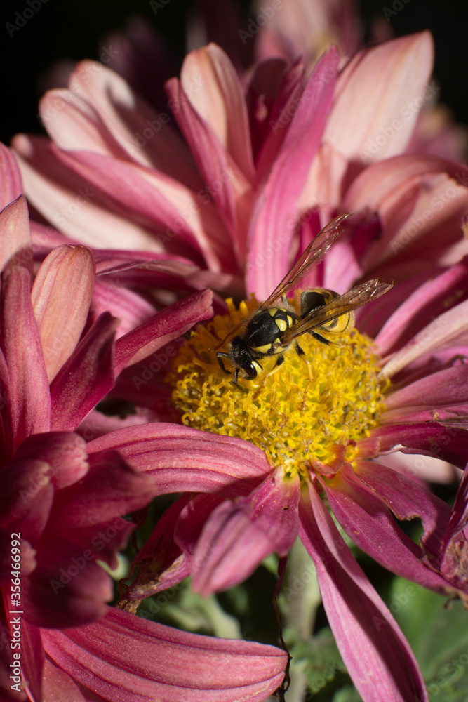 Obraz premium Yellow jacket wasp collecting pollen
