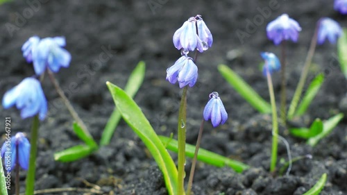 Little blue scylla flowers in morning dew. Freshness of the last days of winter and early spring photo