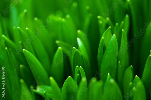 Grass. Macro image.