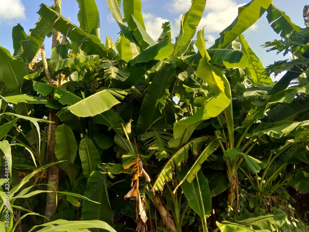 Close up banana tree with a natural background Close up banana tree with a natural background