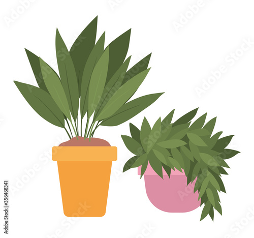Plants inside pots design of Floral nature garden ornament botany decoration beauty and flora theme Vector illustration
