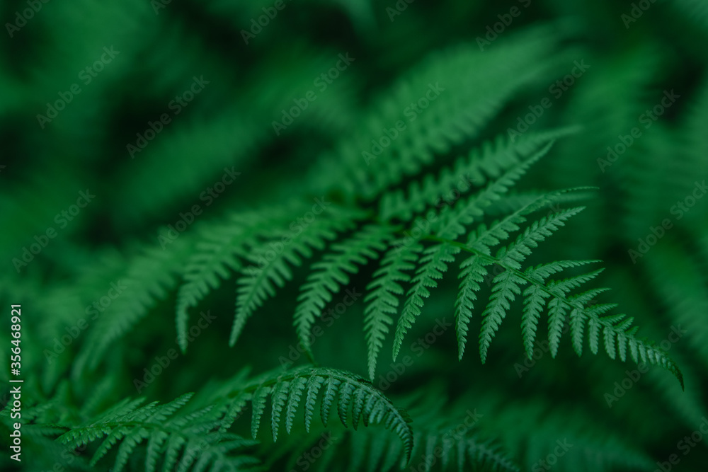 Obraz premium Natural background and wallpaper. Beautiful green fern leaves in the forest. Background with natural ferns.