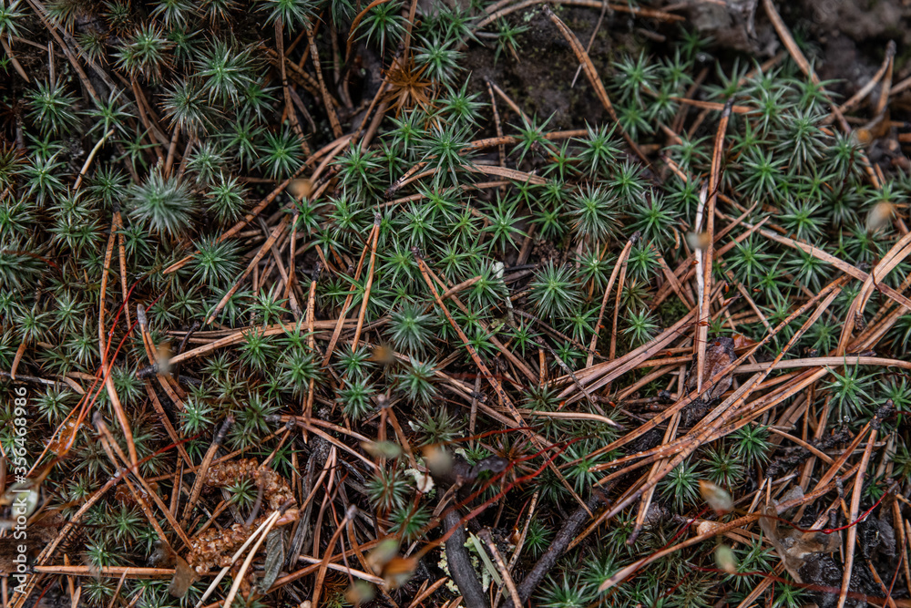 Natural background of forest litter. Texture of green moss and dry pine needles in the forest, top view Natural background of forest litter. Texture of green moss and dry pine needles in the forest, top view