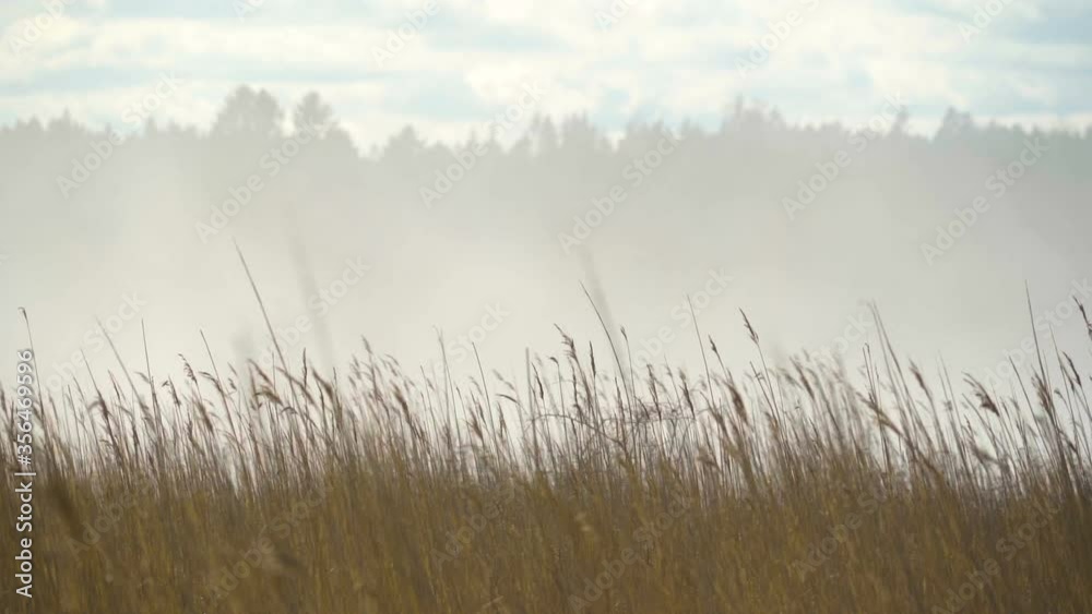 Tall and long Phragmites australis or common reed grasses Tall and long Phragmites australis or common reed grasses