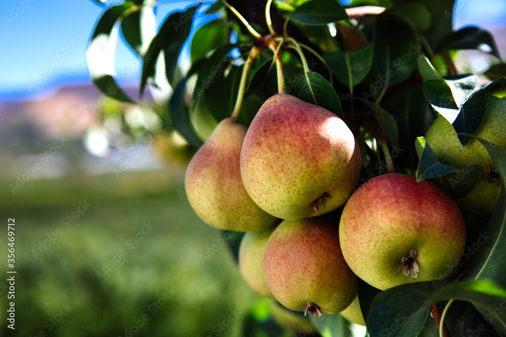 Typical Italian varieties of pears, Pera Coscia on field Typical Italian varieties of pears, Pera Coscia on field