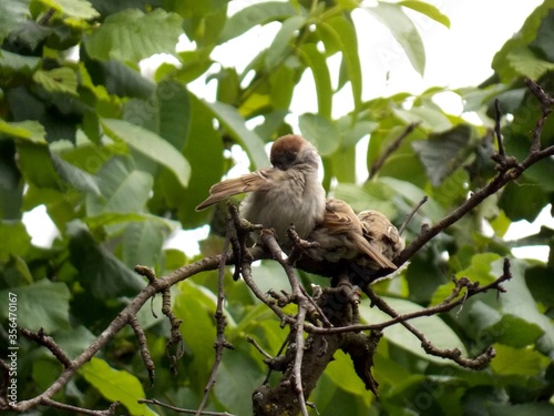 little sparrows on a tree