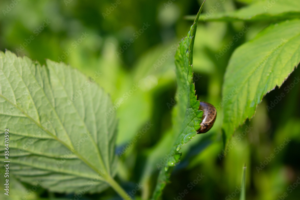 Small snail in a green leaf closeup Small snail in a green leaf closeup