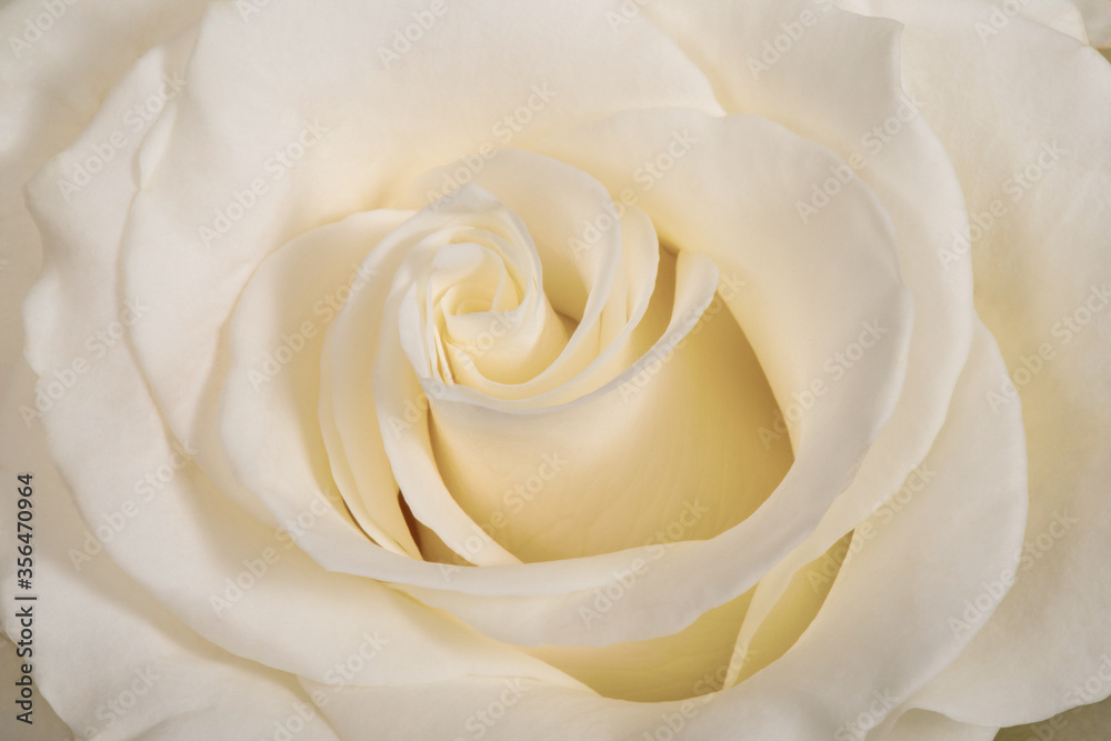 White rose flower close-up background or texture White rose flower close-up background or texture