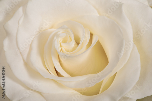 White rose flower close-up background or texture