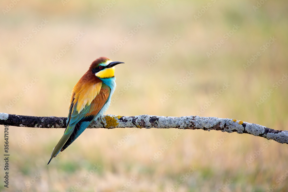 Beautiful bee-eater on a branch Beautiful bee-eater on a branch