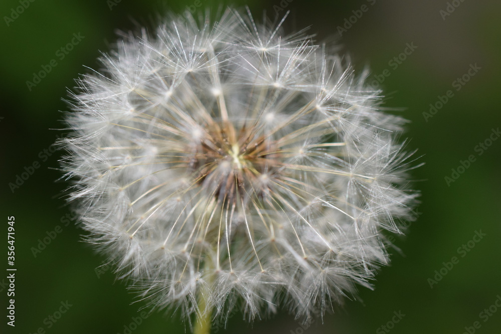 dandelion