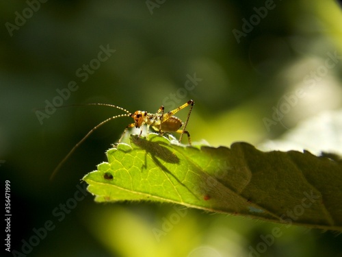 small grasshopper on a green leaf © oljasimovic