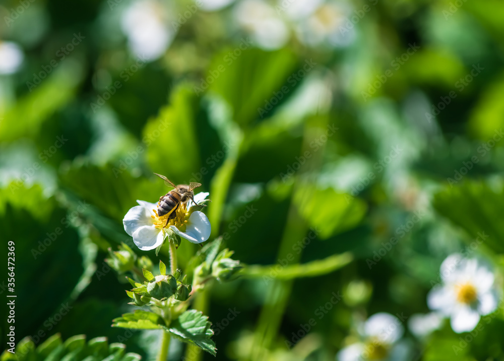strawberry bush with white flowers on the bed strawberry bush with white flowers on the bed