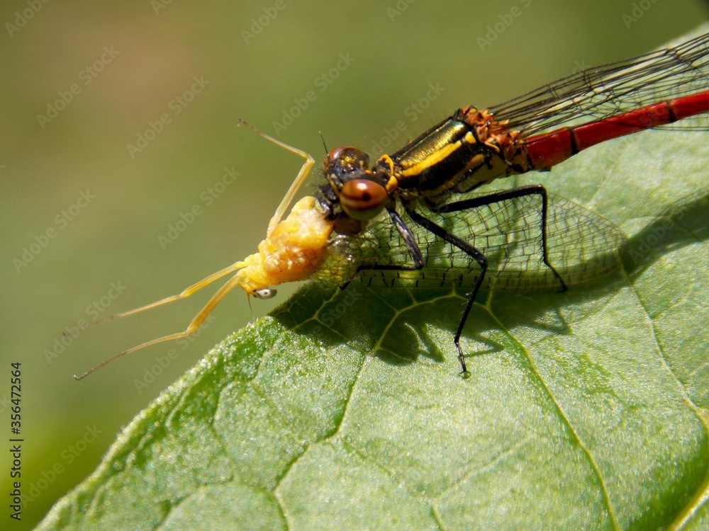 the dragonfly eats the beetle the dragonfly eats the beetle