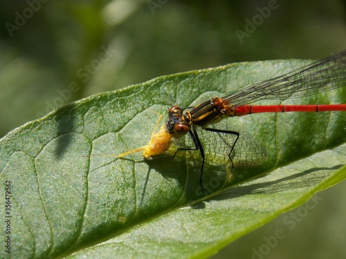 the dragonfly eats the beetle © oljasimovic
