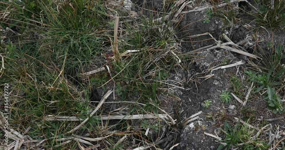 Hydrological drought. Effects of no rainfall. Areas of dry reeds. Cracked earth, free of moisture. Drought in Poland
Hydrological drought. Effects of no rainfall. Areas of dry reeds. Cracked earth, free of moisture. Drought in Poland