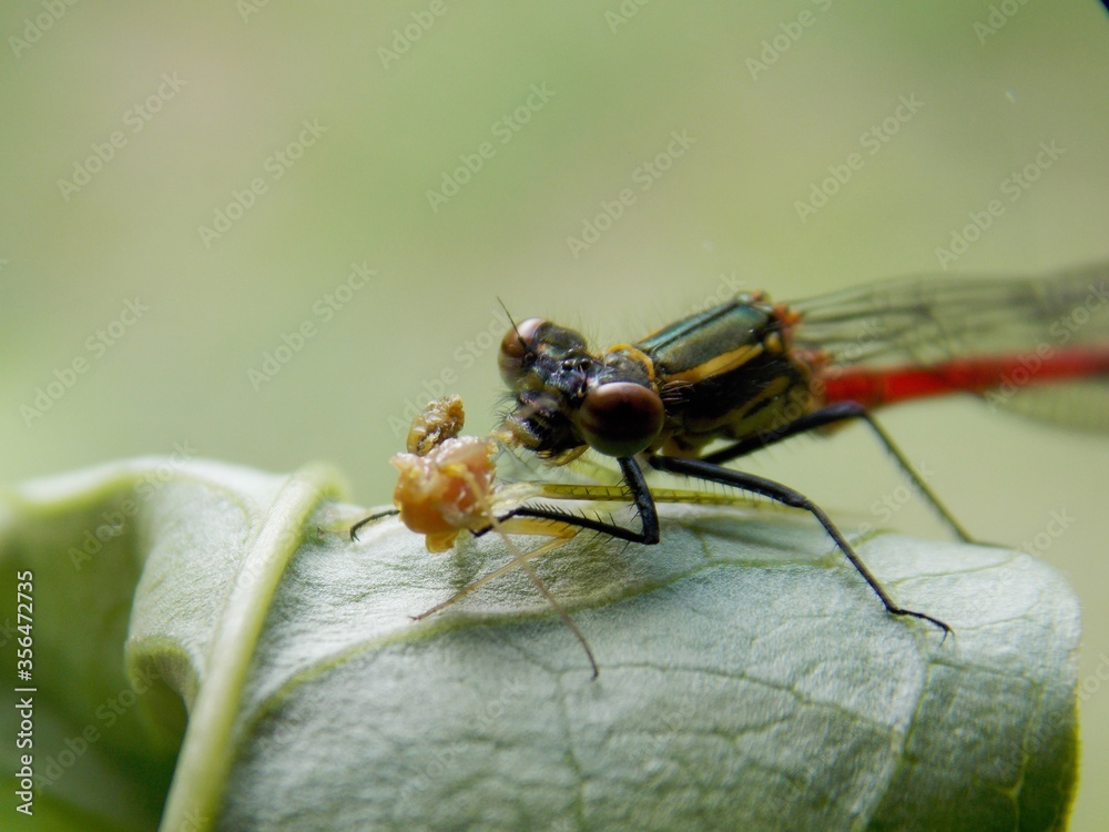 the dragonfly eats the beetle the dragonfly eats the beetle