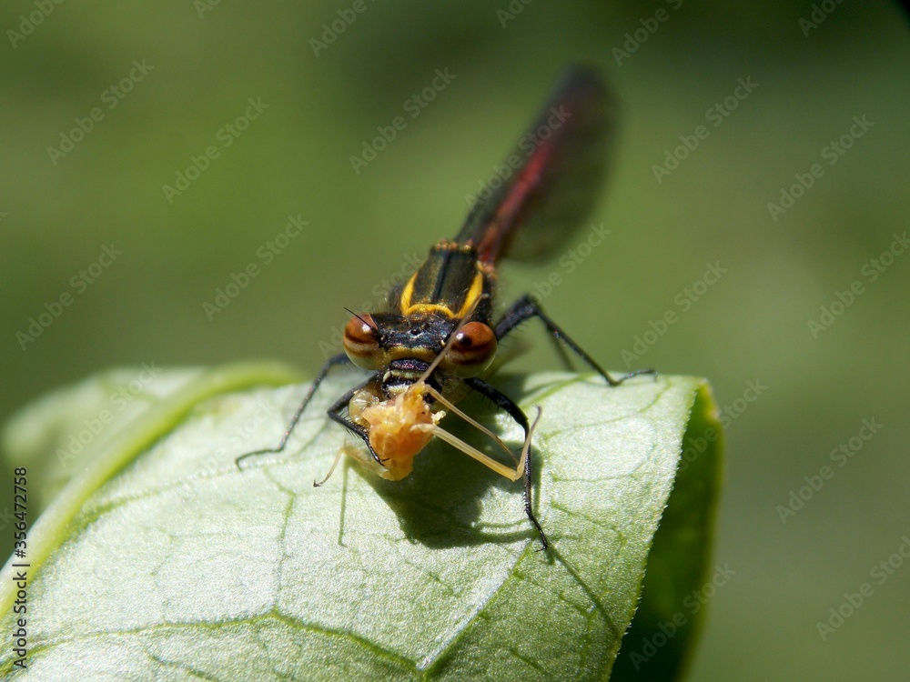 Fototapeta premium the dragonfly eats the beetle
