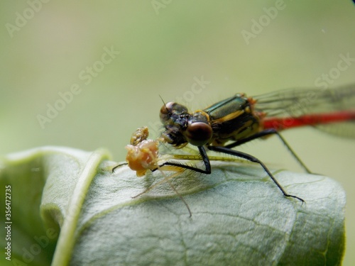 Bilde på lerret the dragonfly eats the beetle