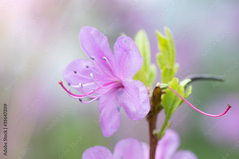 Fototapeta premium Flowering pink almonds close up