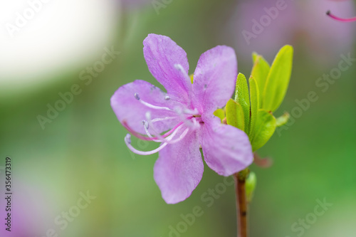 Flowering pink almonds close up