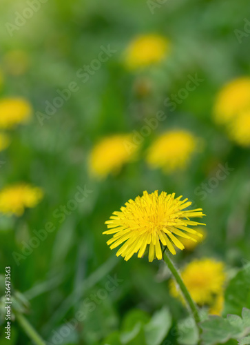 Carpet of dandelions on a blurred background.