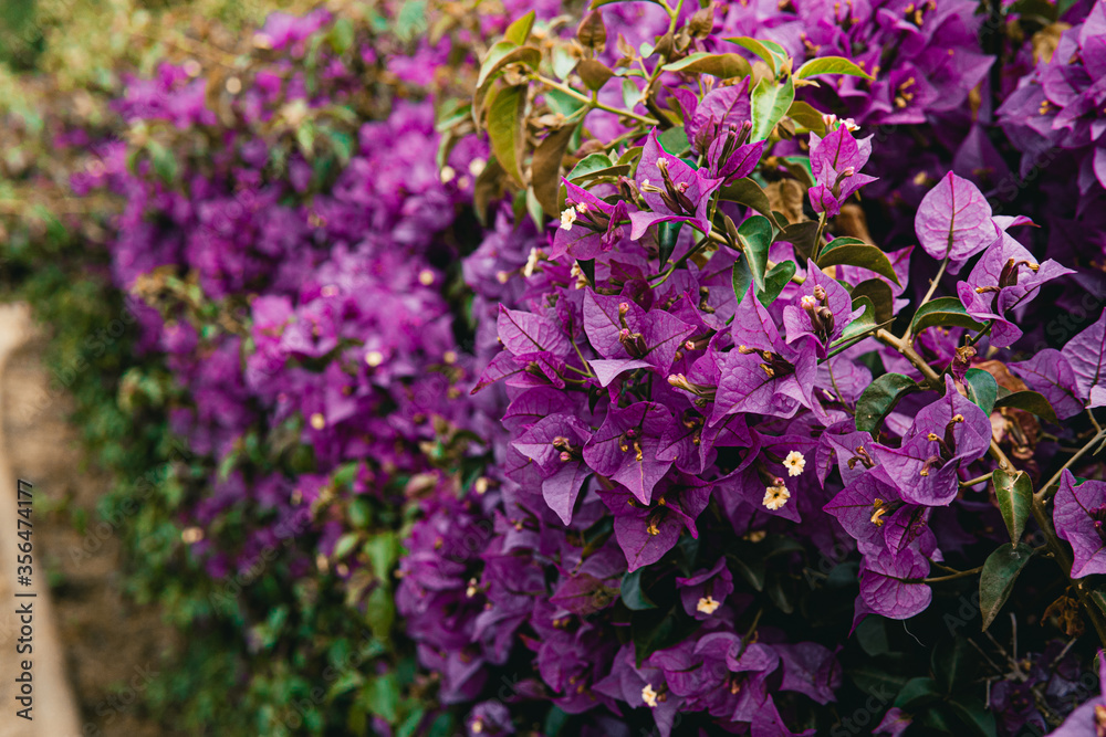 Retrato de Flores primaverales Retrato de Flores primaverales