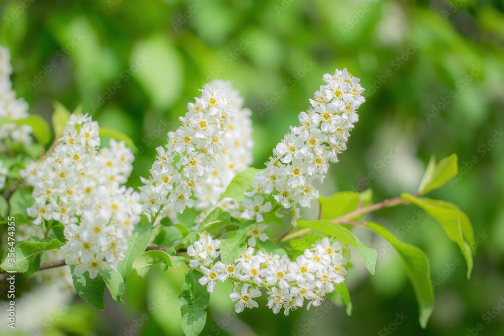 Branch of flowering bird cherry in white flowers Branch of flowering bird cherry in white flowers