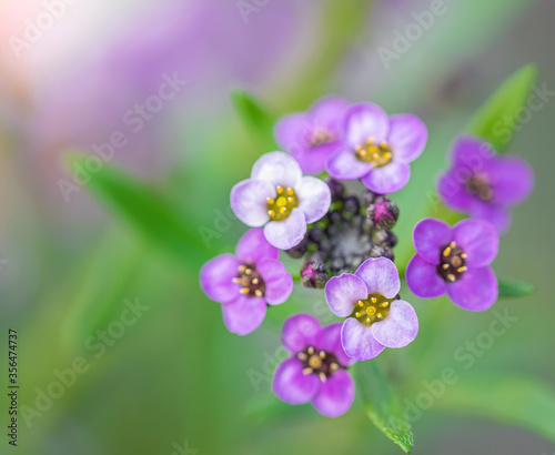 Flowers are alyssum close-up © Grigoriy Lukyanov
