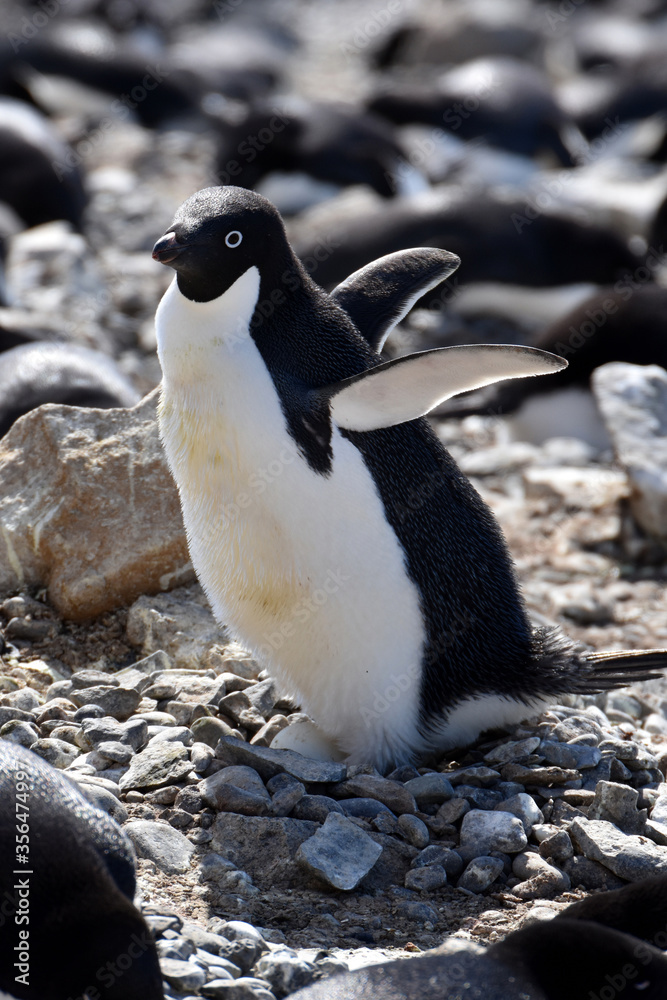 Fototapeta premium Adelie penguins incubating their eggs at Brown Bluff, Antarctica