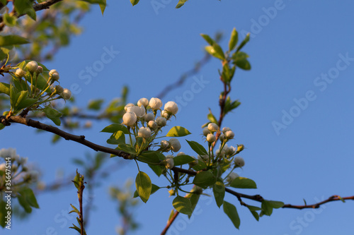  Flower buds on a branch of apple tree