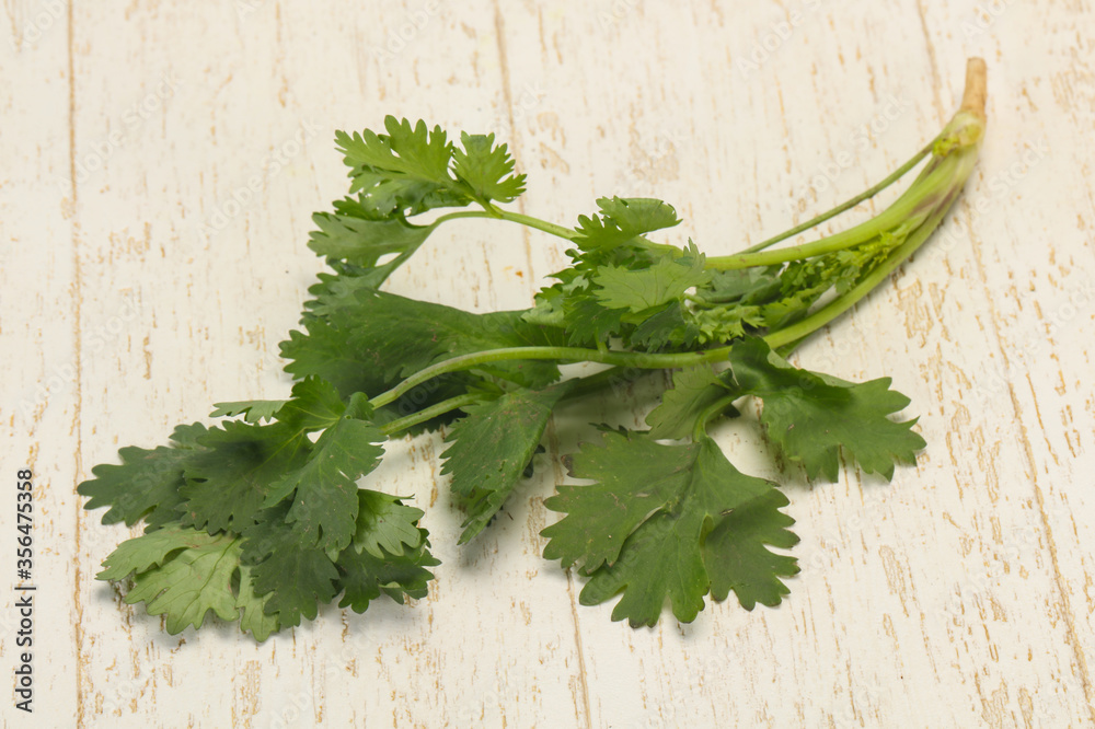 Fresh ripe Green cilantro leaves Fresh ripe Green cilantro leaves