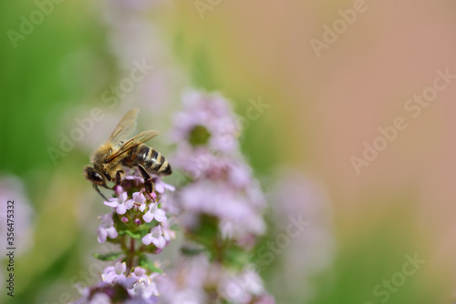 Close-up of a honeybee collecting pollen from a flowering marjoram plant in May