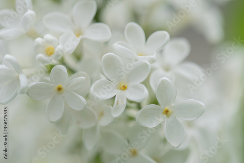 Branch of blossoming white lilac on a sunny day close up