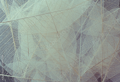 A picture of an artfully arranged dry leaf for use on the background.