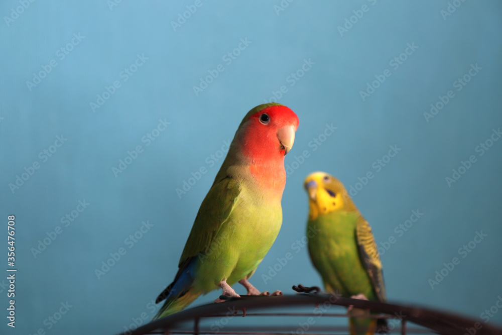 A close up of two green parrots - budgie and rosy-faced lovebird, selective focus. Friendship between a parrots of different species