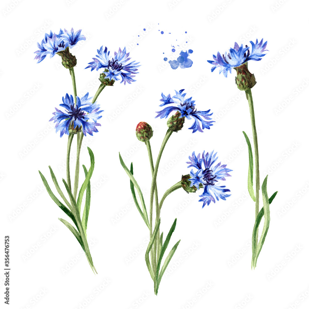 Blue flowers cornflower stems with leaves set. Hand drawn watercolor illustration isolated on white background Blue flowers cornflower stems with leaves set. Hand drawn watercolor illustration isolated on white background