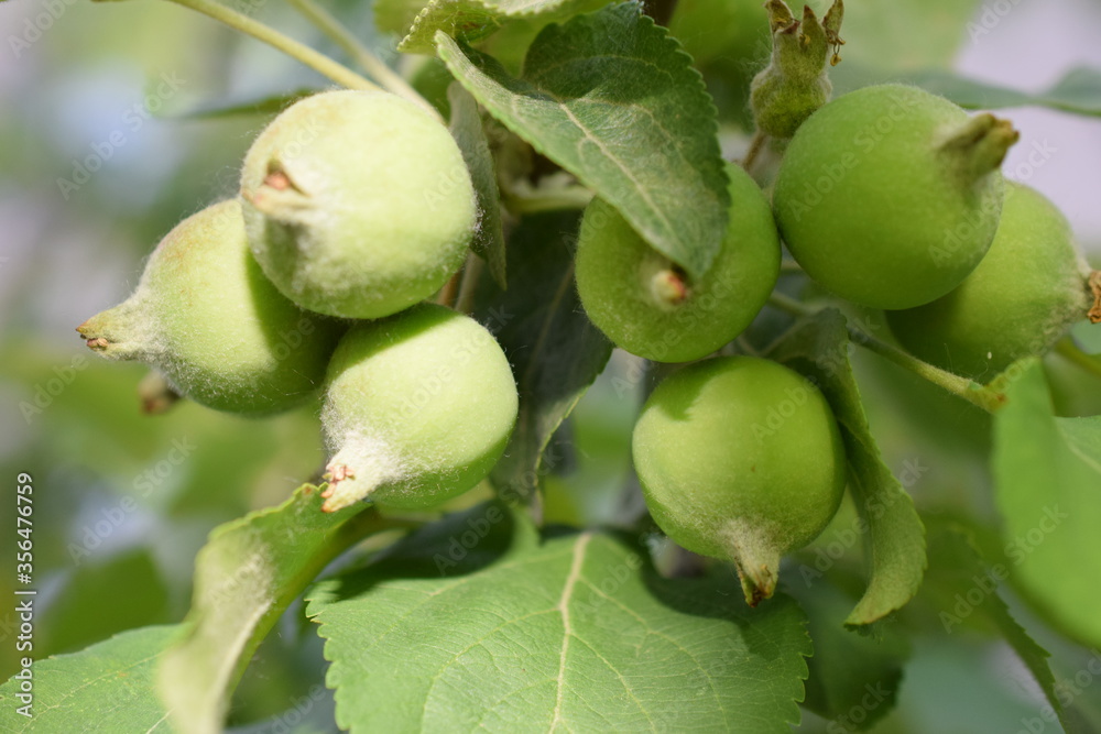 Obraz premium Apple Tree