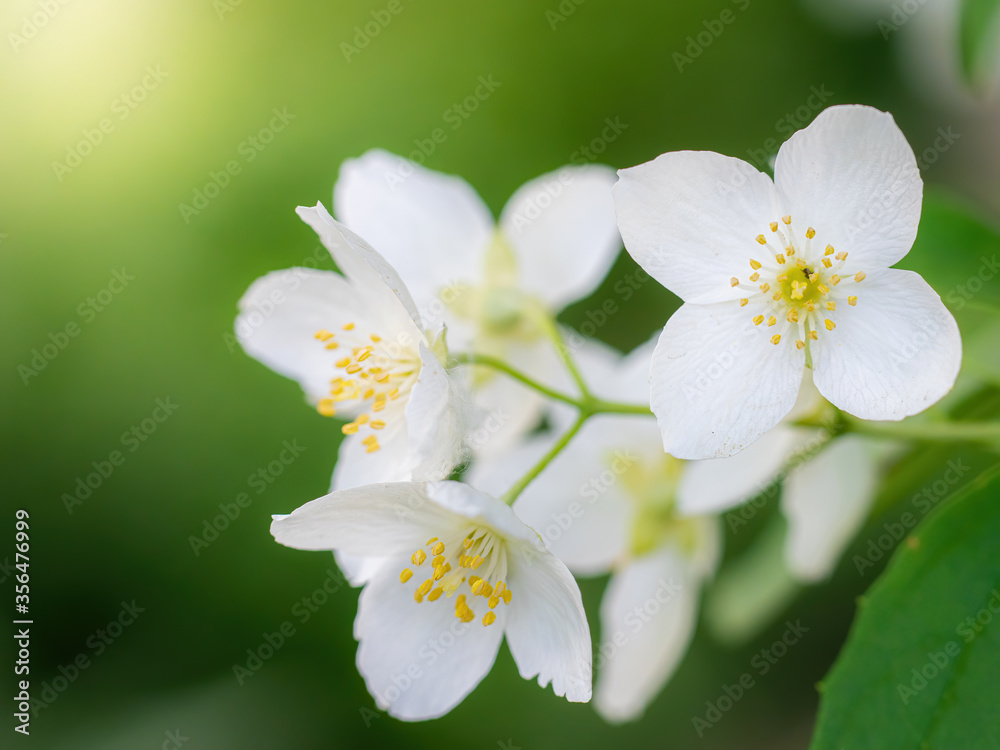 Twig with white jasmine flower in spring Twig with white jasmine flower in spring