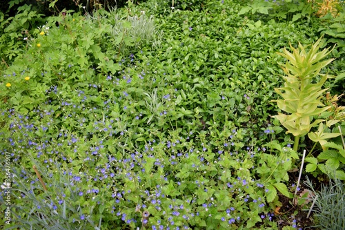 Wallpaper Mural Ground cover plants: perwinkle, germander speedwell,  Torontodigital.ca