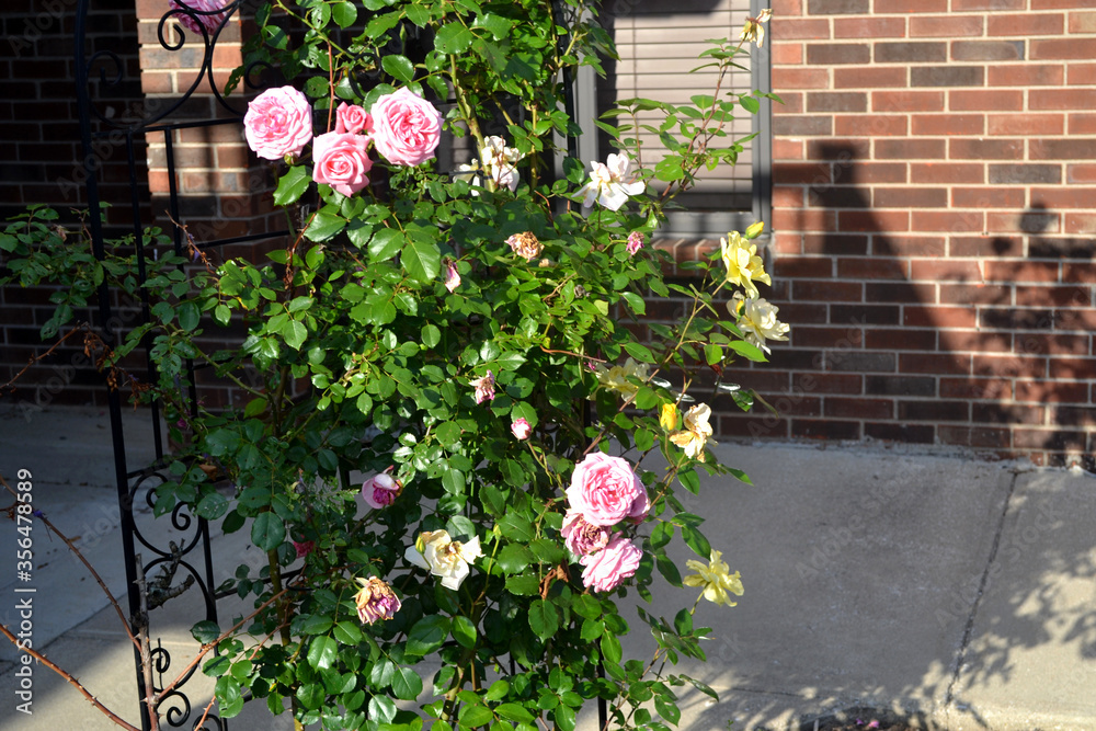 A Bundle of Roses and Foliage Outdoors