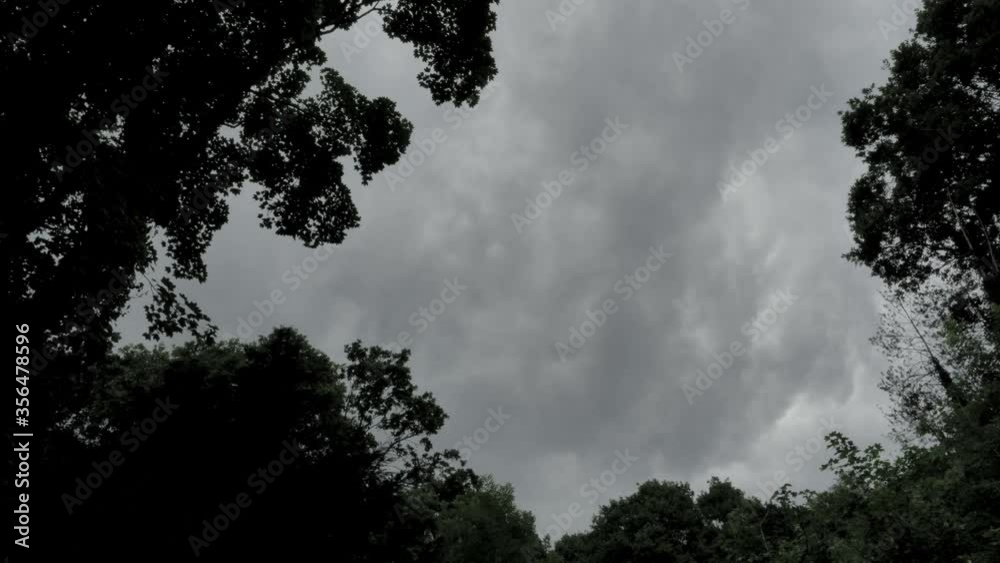 Looking up into grey sky framed by gently blowing trees Looking up into grey sky framed by gently blowing trees