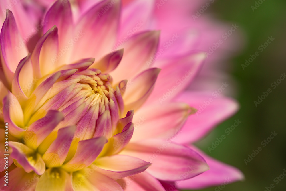 Obraz premium Closeup of beautiful, colorful pink dahlia in late summer 