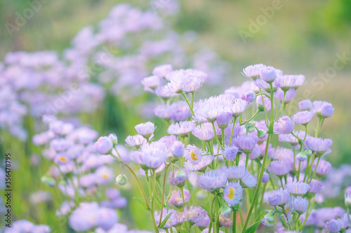 淡い色合いの草原 ハルジオン キク科のピンクの小花が咲く雑草 Foto De Stock Adobe Stock