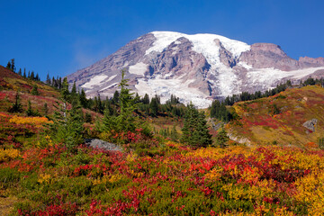 Stunning fall foliage at Mt. Rainier National Park in Washington state

