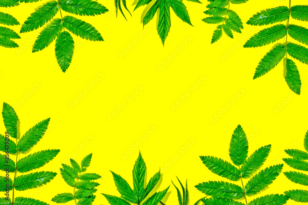 Frame of green leaves on a yellow background. Layout for creativity from beautiful leaves. Top view, copy space