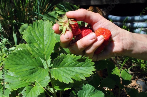Harvesting ripe strawberries in summer.